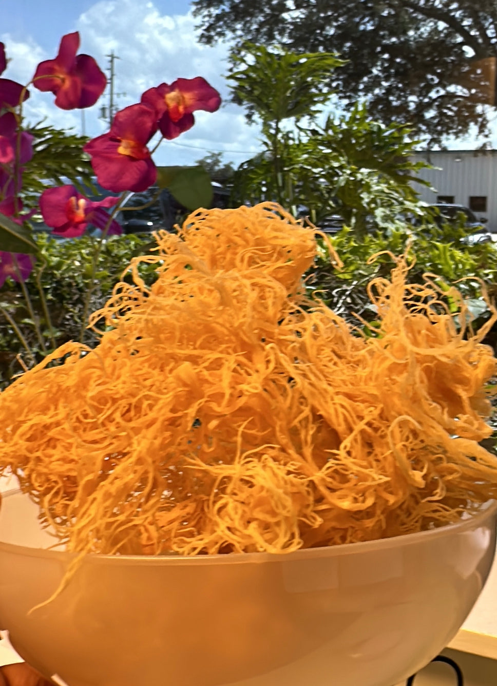 Gold Sea Moss